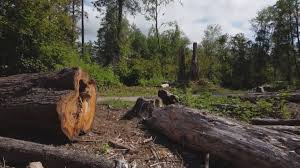 How Our Tree Care Process Works  in  Franklin, WI