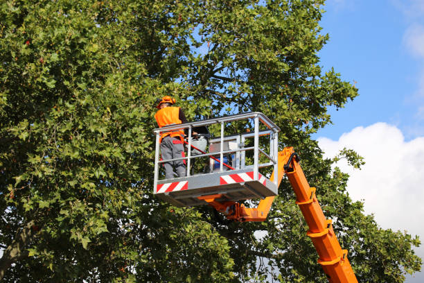 Best Arborist Consultation Services  in Franklin, WI