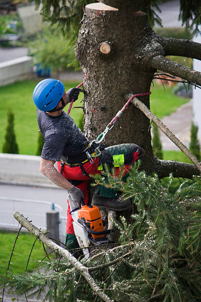 Best Tree Removal  in Franklin, WI