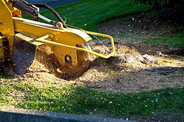 Best Artificial Turf Installation  in Franklin, WI