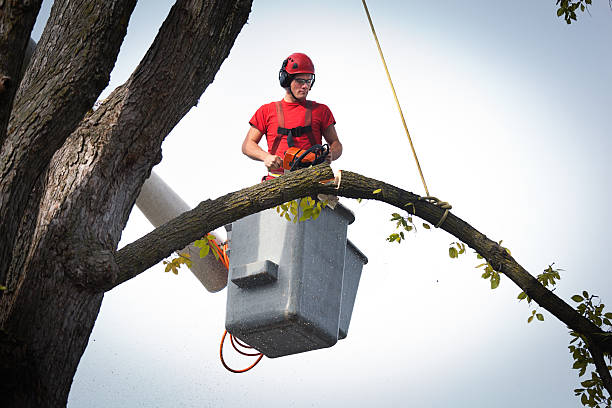 Best Utility Line Clearance  in Franklin, WI