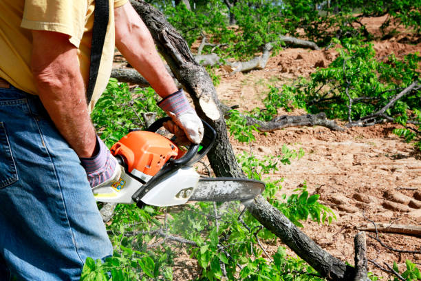 Best Tree Cabling and Bracing  in Franklin, WI