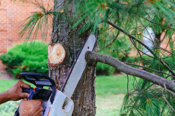 Best Storm Damage Tree Cleanup  in Franklin, WI